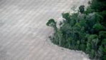 un-klimagipfel: deutschland gibt eine milliarde euro zum schutz der regenwälder