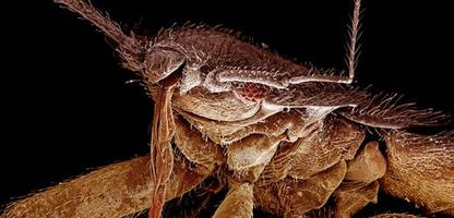 Bettwanzen in Hotels: Knoblauchgeruch ist ein Alarmsignal