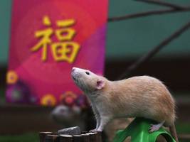 Gen Z: Chinas müde Generation: die „Rattenmenschen“