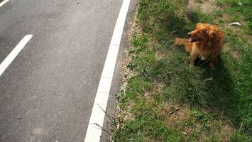 Buddys letztes Abenteuer: Ausflug eines Hundes endet tragisch