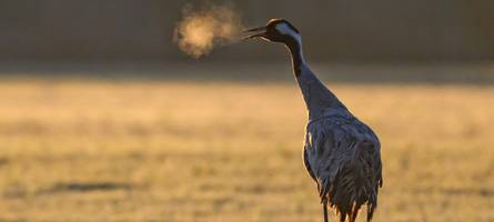 der tod fliegt mit: so bedrohlich ist die vogelgrippe für die heimische vogelwelt