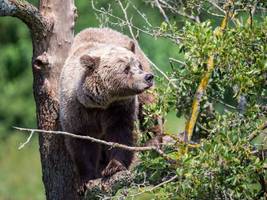 Samerberg: Experte hält Bärensichtung für nahezu ausgeschlossen