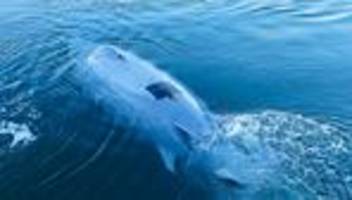 Autonomes Unterwasserfahrzeug: Greyshark auf Erprobungsfahrt vor Eckernförde