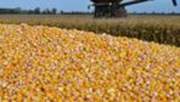 Landwirtschaft: Mehr Körnermais für Brandenburger Bauern