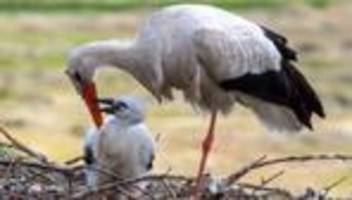 Natur: Weniger junge Störche in Sachsen-Anhalt