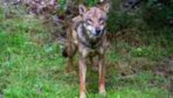 Tiere: Junger Wolf zeigt keine Scheu vor Menschen