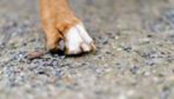 Tierwohl: Verwahrloste Hunde: Landkreis informiert Staatsanwaltschaft