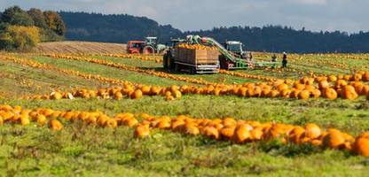 Lebensmittelhandel: Monopolkommission warnt vor wachsender Machtkonzentration im Handel