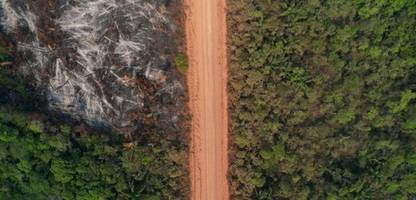 cop30: kann renditeversprechen den tropenwald retten?