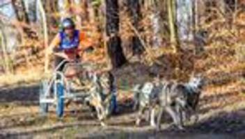 Auch Teilnehmer aus Ausland: Saison-Auftakt für Schlittenhunde in der Lausitz