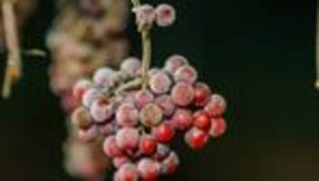 Eisige Kälte machts möglich: Winzer lesen Eiswein in klirrend kalter Nacht