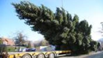 Fichte aus Thüringen: Der Sieger im Weihnachtsbaum-Casting fährt nach Berlin