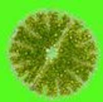 forschung: freundlich blubbert der bioreaktor