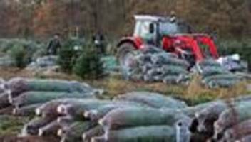 forstwirtschaft: weihnachtsbäume in mv etwas teurer als im vorjahr