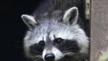 invasive arten: problembär: auch in sachsen gibt es immer mehr waschbären