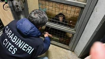 Angekettet und verletzt: Polizei befreit Affen aus Privatwohnung