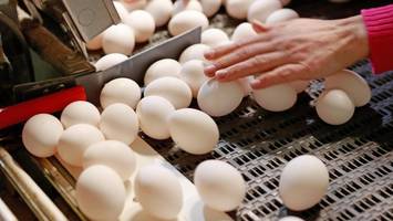 Demenz: Haben Eier positiven Effekt? Studien mit überraschendem Ergebnis