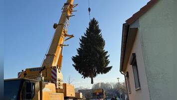 von thüringen zum brandenburger tor: diese fichte strahlt bald in berlin