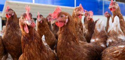 Vogelgrippe: Erster bekannter H5N5-Infizierter ist tot