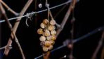 Landwirtschaft: Goldener Abschluss - Thüringer Winzer lesen Eiswein