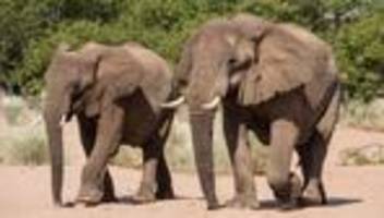 Tiere und Pflanzen: Artenschutzkonferenz: Elefanten, Haie und Aale im Visier