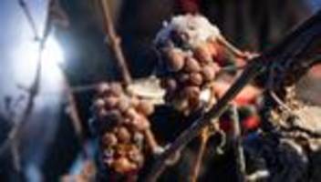 Weinspezialität: Winzer hoffen auf Frostnächte für Eiswein-Lese