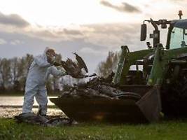 was bei diesem ausbruch anders ist: die vogelgrippe kehrt mit neuer wucht zurück