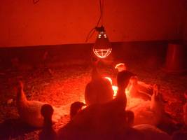 Vogelgrippe: „Die Menschen haben trotzdem immer Angst“