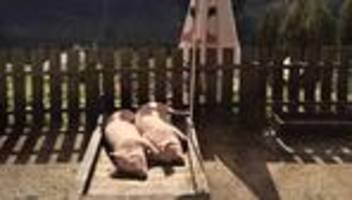 evolution: kuscheln alle lebewesen?