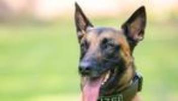 oberfranken: mann greift in kinderwagen mit baby – polizeihund fasst ihn