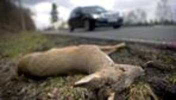 tier und verkehr: was sie (vielleicht) noch nicht über wildunfälle wussten