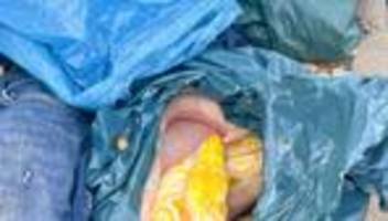 Tiere: Drei Meter große Schlange in der Altkleidersammlung gefunden