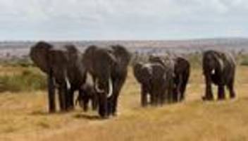 Tiere und Pflanzen: Konferenz beginnt: Fast 200 Staaten ringen um Artenschutz