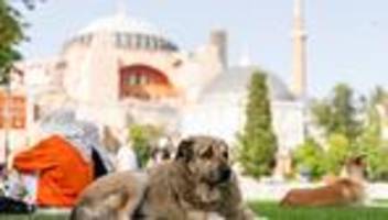 Türkei: Istanbul geht gegen Fütterung von Straßenhunden vor