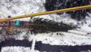 Weihnachten in der Hauptstadt: Weihnachtsbäume aus dem Harz und Thüringen zieren Berlin