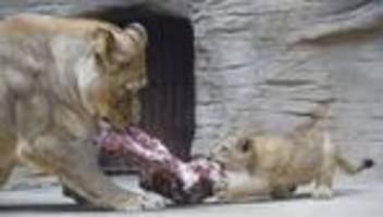 zoos: warum zoos manchmal eigene tiere verfüttern