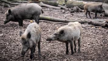 Wildschweine wüten am Berliner Stadtrand: „Probleme reißen nicht ab“