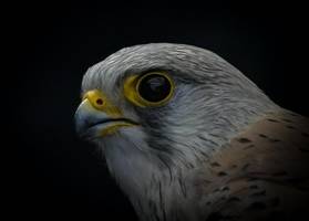 turmfalke prallt gegen glasscheibe und entkommt nur knapp dem tod