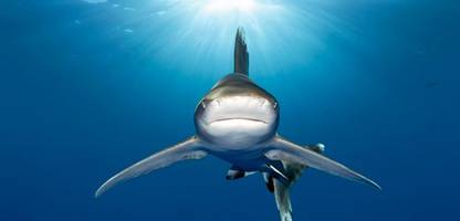 artenschutzkonferenz cites cop20 in usbekistan: das globale ringen um den hai