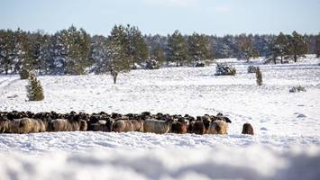 silvester ohne geböller – wo das in der lüneburger heide geht