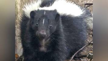 stinktier reist als blinder passagier an bord von amerika nach pinneberg