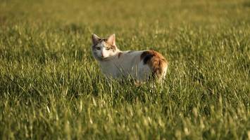 vogelgrippe: gefahr auch für haustiere? so schützen sie katze und hund