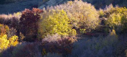 „Waldmenschen“ von Palmoli: Eltern verlieren Sorgerecht für ihre Kinder