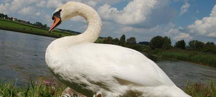 erste fälle von vogelgrippe am wertachstausee bei bobingen