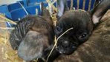 Chip-Pflicht kommt: EU-Einigung: Strengere Regeln gegen illegalen Welpenhandel