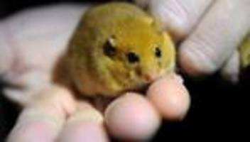 Naturschutz: Umzug geglückt - 23 Haselmäuse finden neues Zuhause