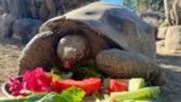 Tiere: Zoo in San Diego trauert um 140 Jahre alte Schildkröte
