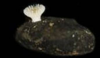 Ungewöhnliches Tiefseeleben: Erstmals Steinkorallen auf Manganknollen entdeckt