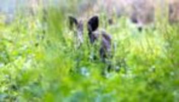 virus: aujeszkysche krankheit - hunde bei jagd in lup angesteckt