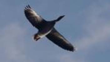 Vogelgrippe: Geflügelpest breitet sich im Landkreis Bautzen aus